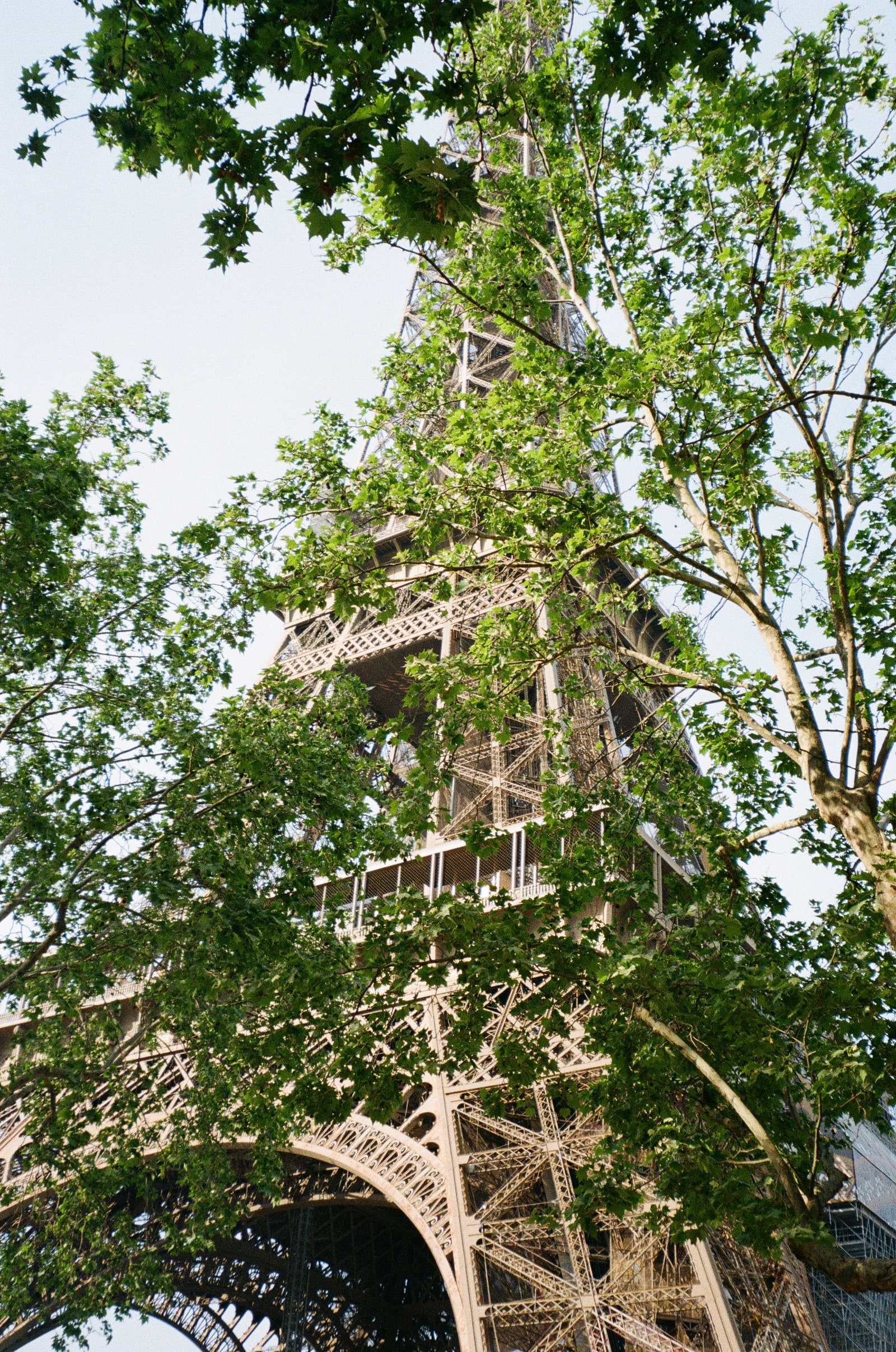The Eiffel Tower photographed from directly below through the branches of plane trees in full leaf, its iron latticework showing in fragments between bright green foliage against a pale sky.