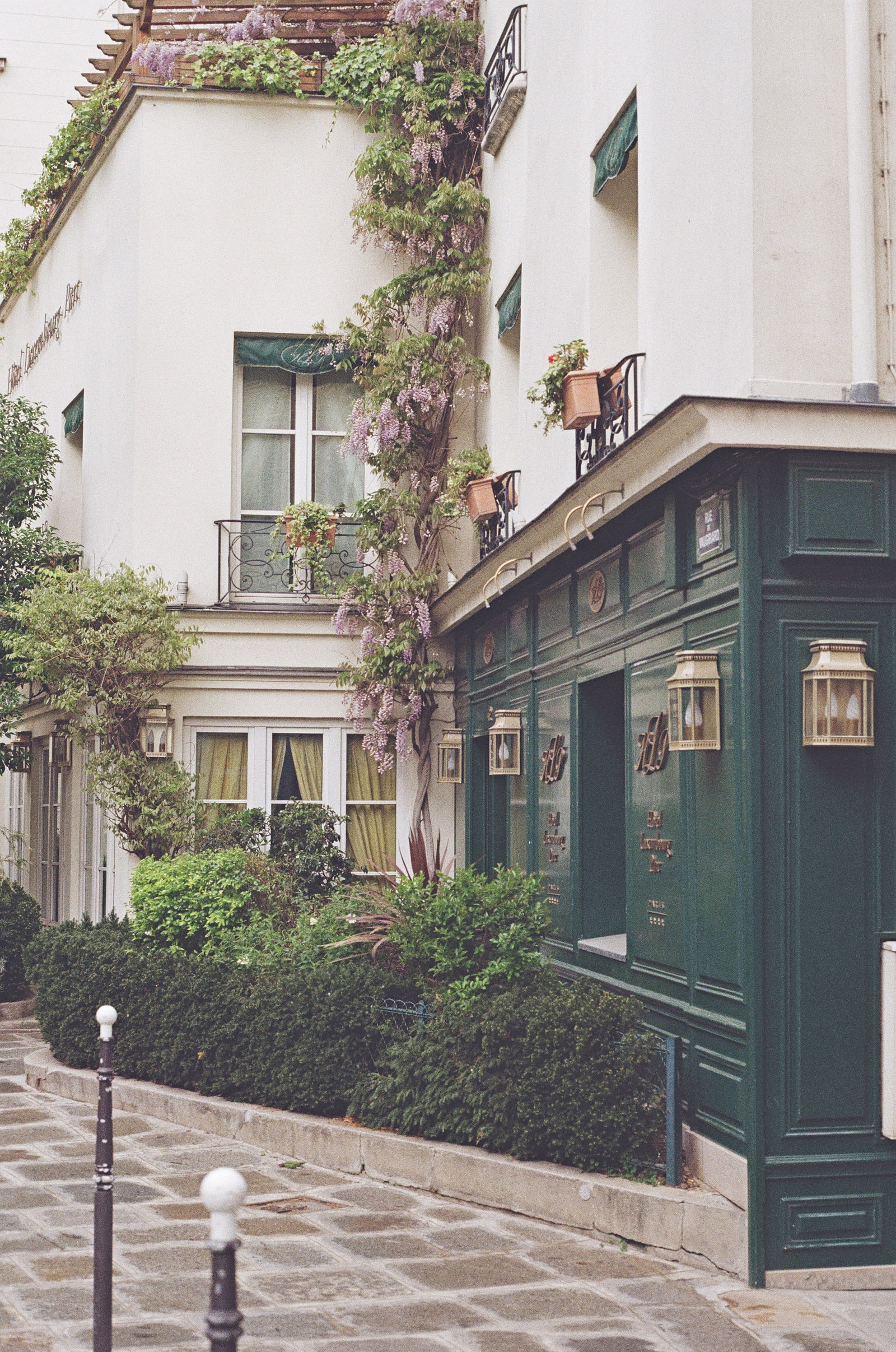 Wisteria in flower climbing a white Paris wall beside a dark green lacquered shopfront with brass lanterns, clipped hedges below, and a pergola of vines along the roofline above.
